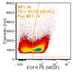 1_EGFR+PE+Difi+2P+221207